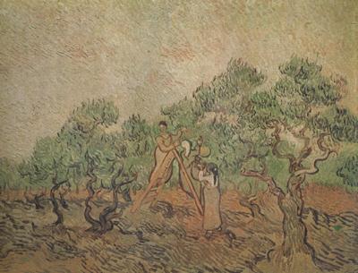 Vincent Van Gogh Olive Picking (nn04) oil painting picture